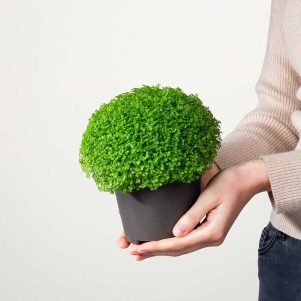 Selaginella 'Apoda'