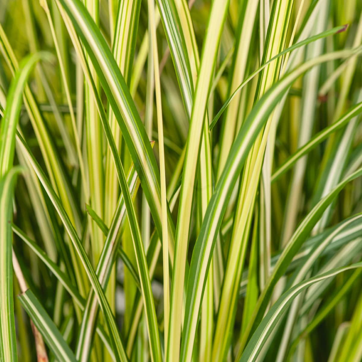 Grünlilie 'Starlight'