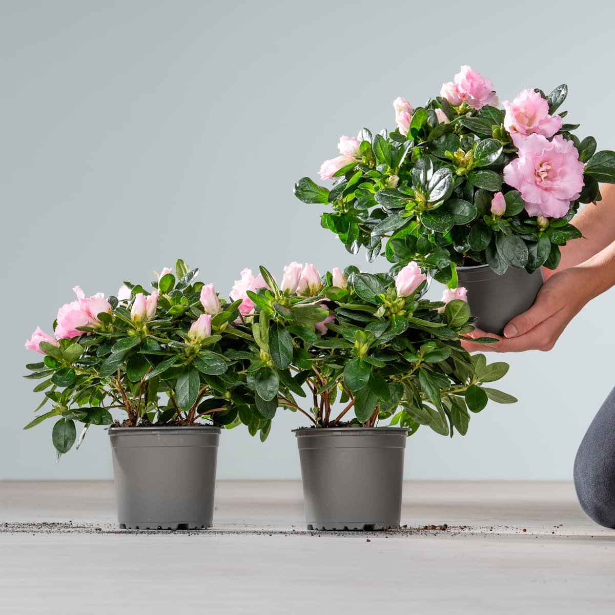 Rosafarbene Azalee - 3 Stück