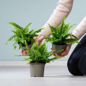 Schwertfarn 'Green Lady' - 3 Stück