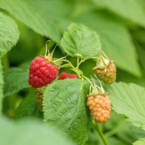 BIO Himbeere 'Tulameen' M