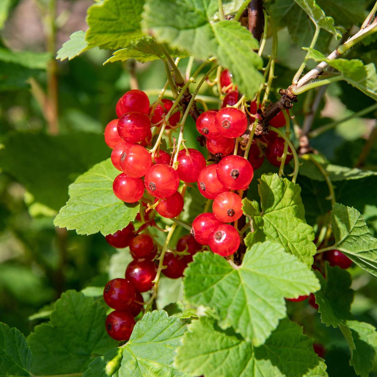 BIO Rote Johannisbeere 'Jonkheer van Tets'