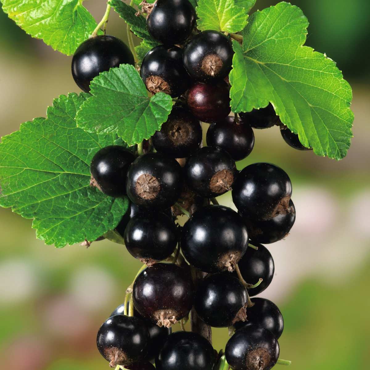 BIO Schwarze Johannisbeere 'Titania'