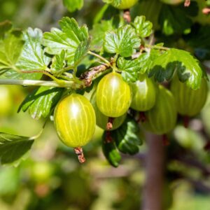 BIO Stachelbeere 'Hinnonmäki Gul'