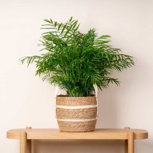 Seegras Korb Henkel Natur - 23 cm