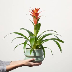 Guzmania 'Fiero Orange'