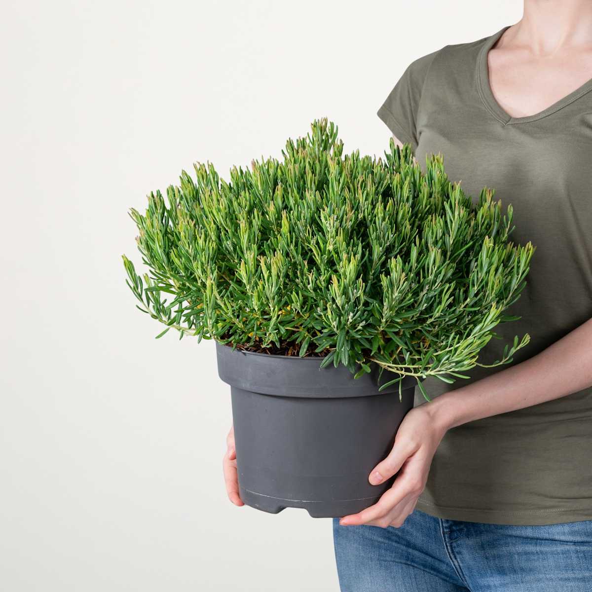 Rosmarinheide 'Compacta'