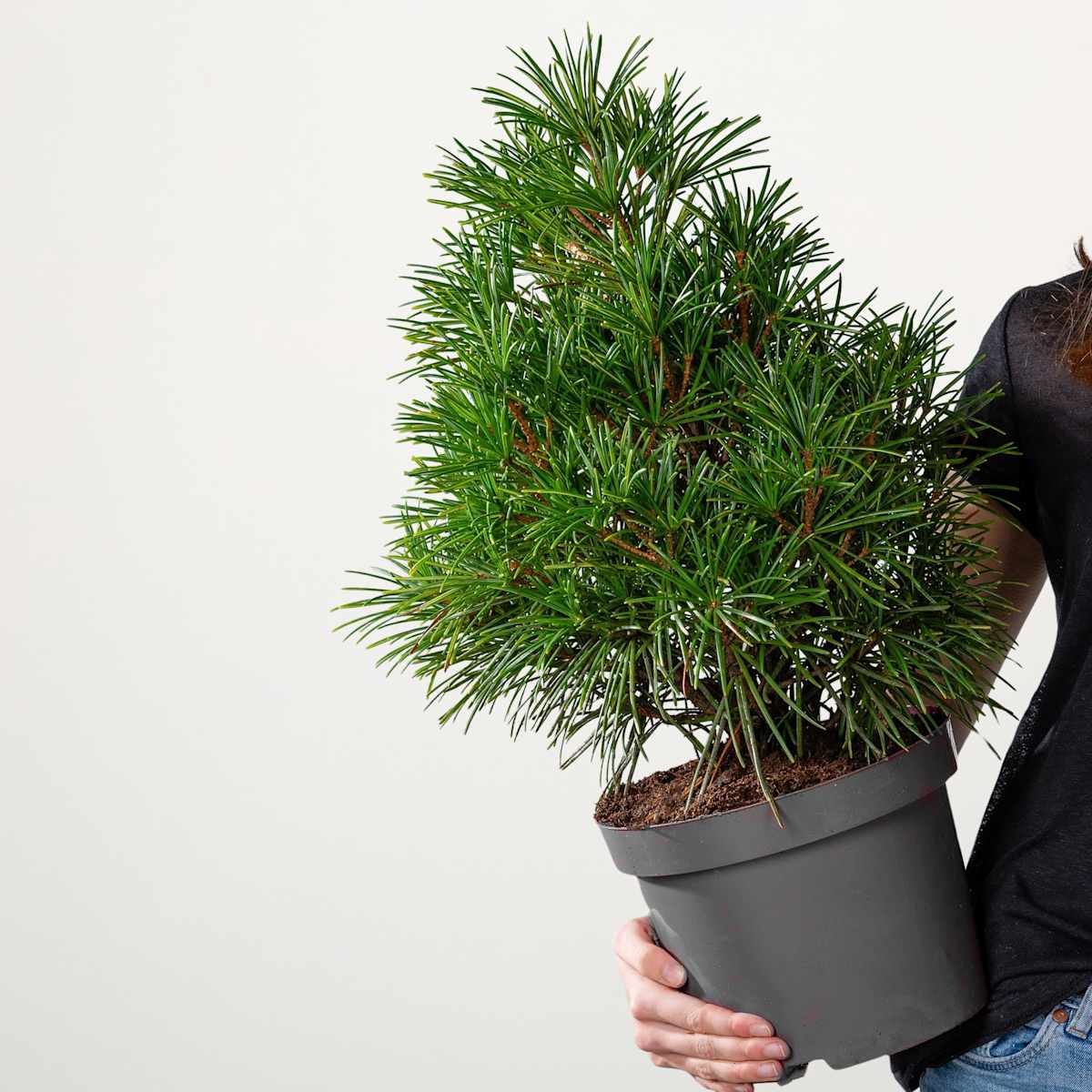 Schirmtanne 'Sciadopitys'