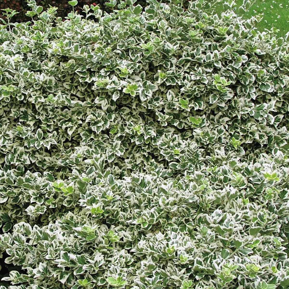 Spindelstrauch 'Emerald Gaiety'