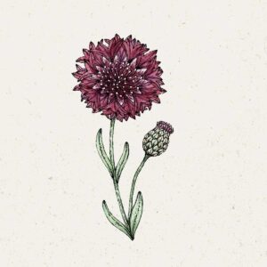 Jora Dahl Saatgut Kornblume 'Black Ball'