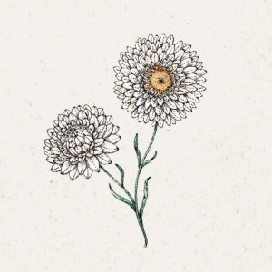 Jora Dahl Saatgut Strohblume 'White'