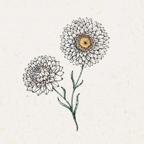 Jora Dahl Saatgut Strohblume 'White'