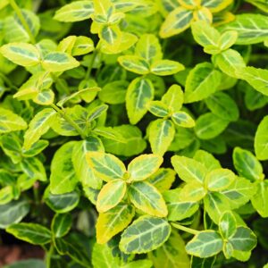 Spindelstrauch 'Emerald Gold' - 3 Stück