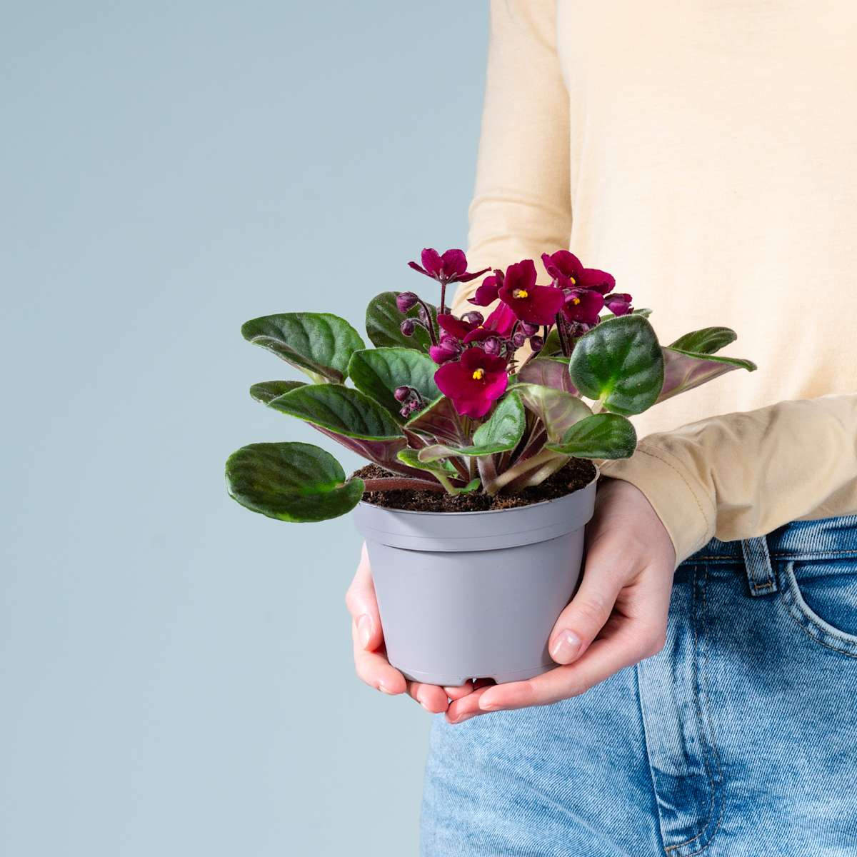 Usambaraveilchen - lila