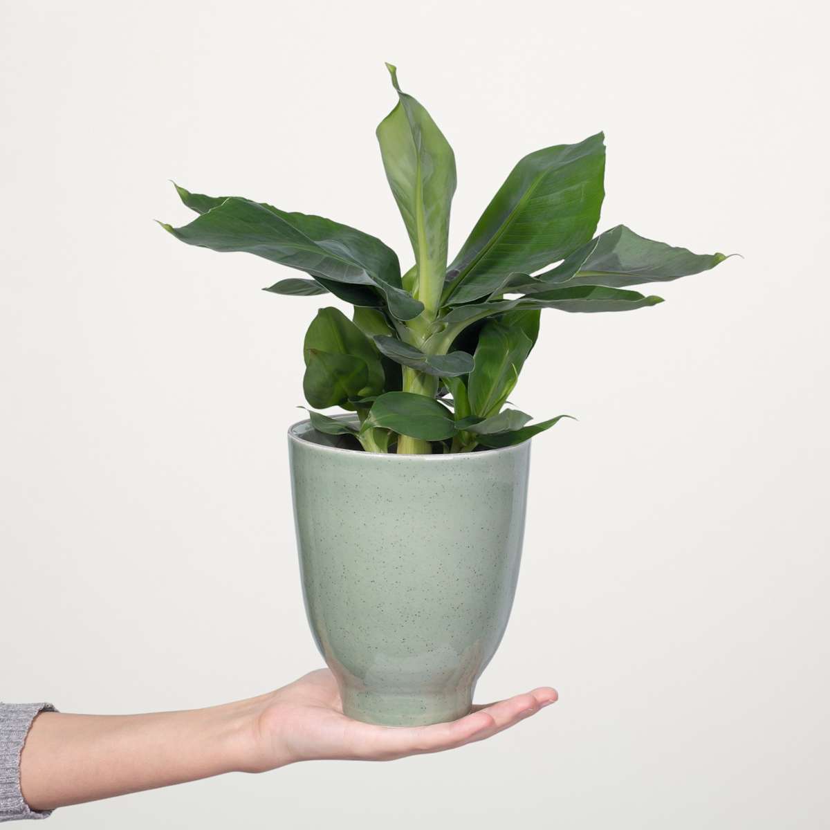 Banane 'Oriental Dwarf'