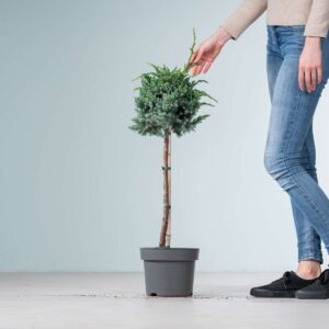 Schuppenwacholder 'Meyeri' - Stämmchen