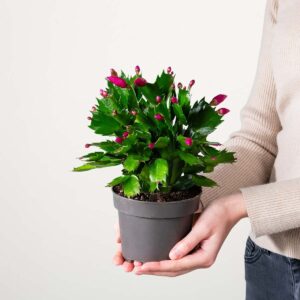 Weihnachtskaktus 'Schlumbergera' - lila