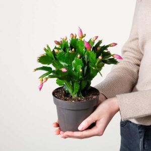 Weihnachtskaktus 'Schlumbergera' - rosa
