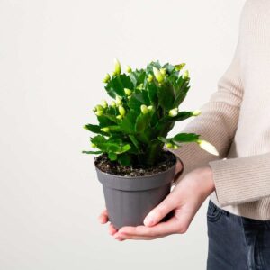 Weihnachtskaktus 'Schlumbergera' - weiß