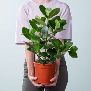 Clusia rosea 'Princess' M
