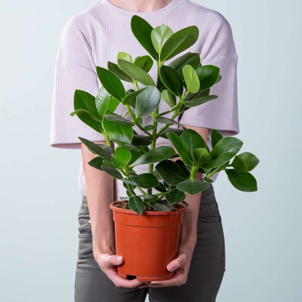 Clusia rosea 'Princess' M