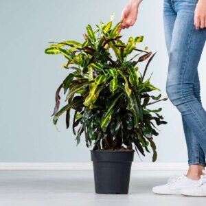 Codiaeum 'Mammey'
