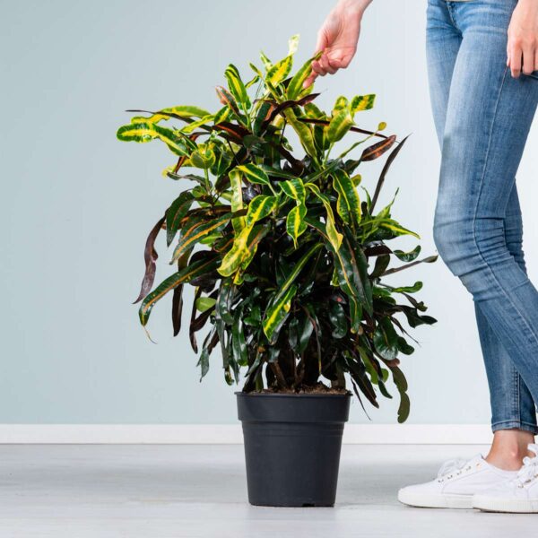 Codiaeum 'Mammey'