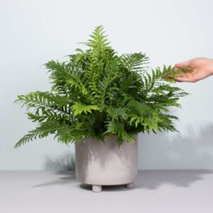Rippenfarn 'Silver Lady'