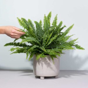 Schwertfarn 'Green Lady' M