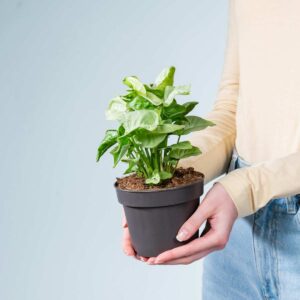 Syngonium 'Milk Confetti'