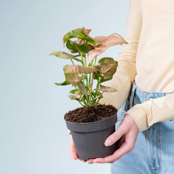 Syngonium 'Neon'