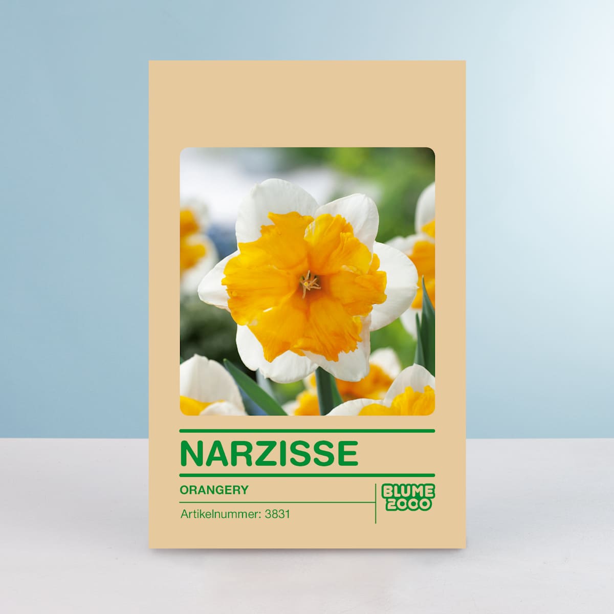 Narzisse 'Orangery' - 5 Stück