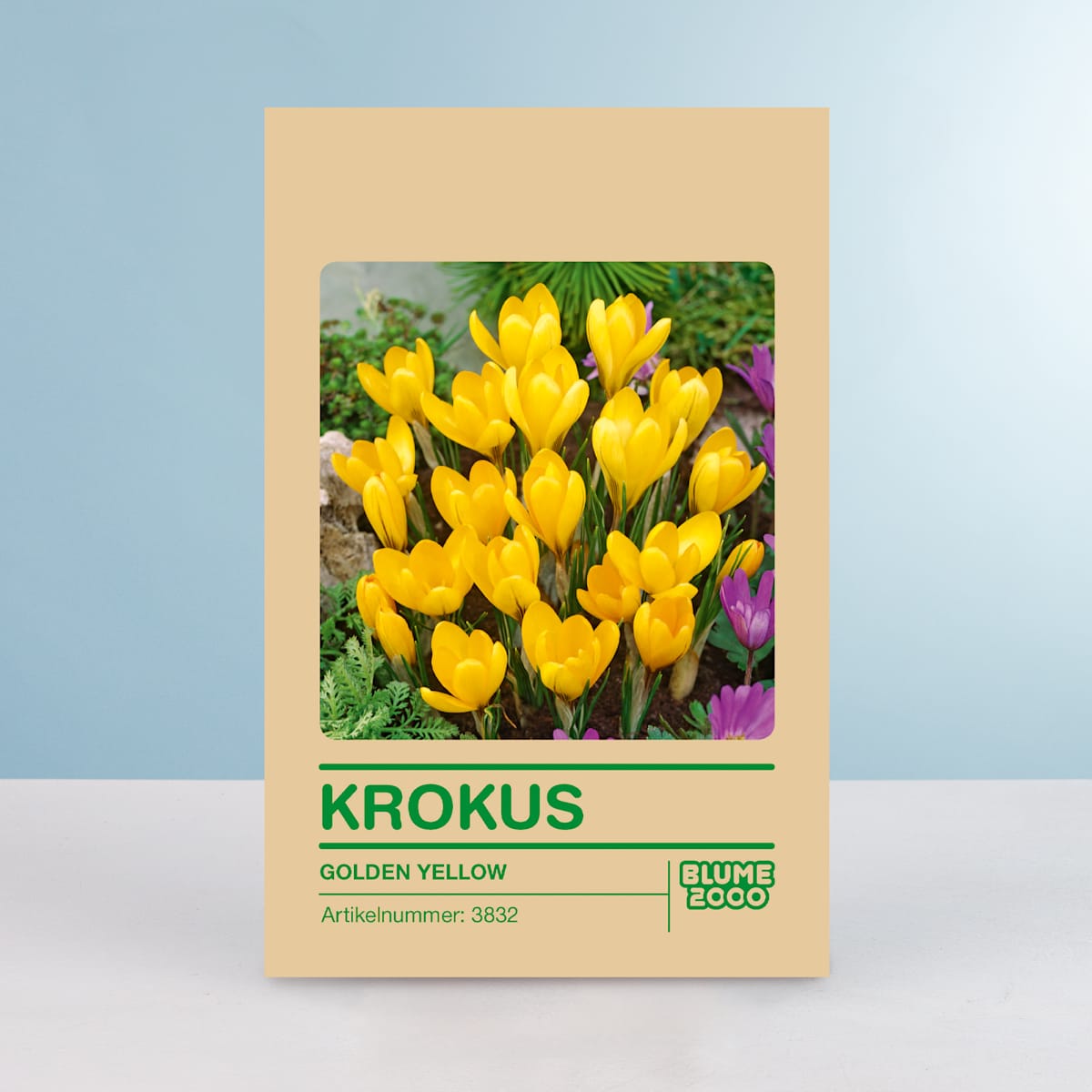 Gloßblumiger Krokus 'Golden Yellow' - 10 Knollen