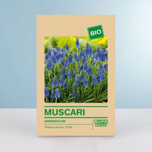 BIO Traubenhyazinthe - 10 Stück