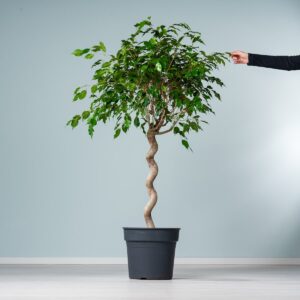 Ficus 'Exotica'