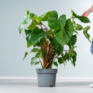 Homalomena 'Maggy'
