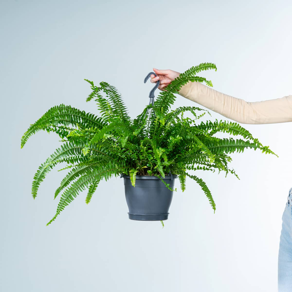 Schwertfarn 'Green Lady' Ampel