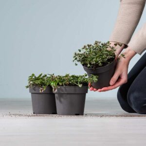 Weißklee grün - 3 Stück