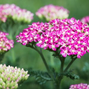 Schafgarbe 'Cerise Queen' - 3 Stück