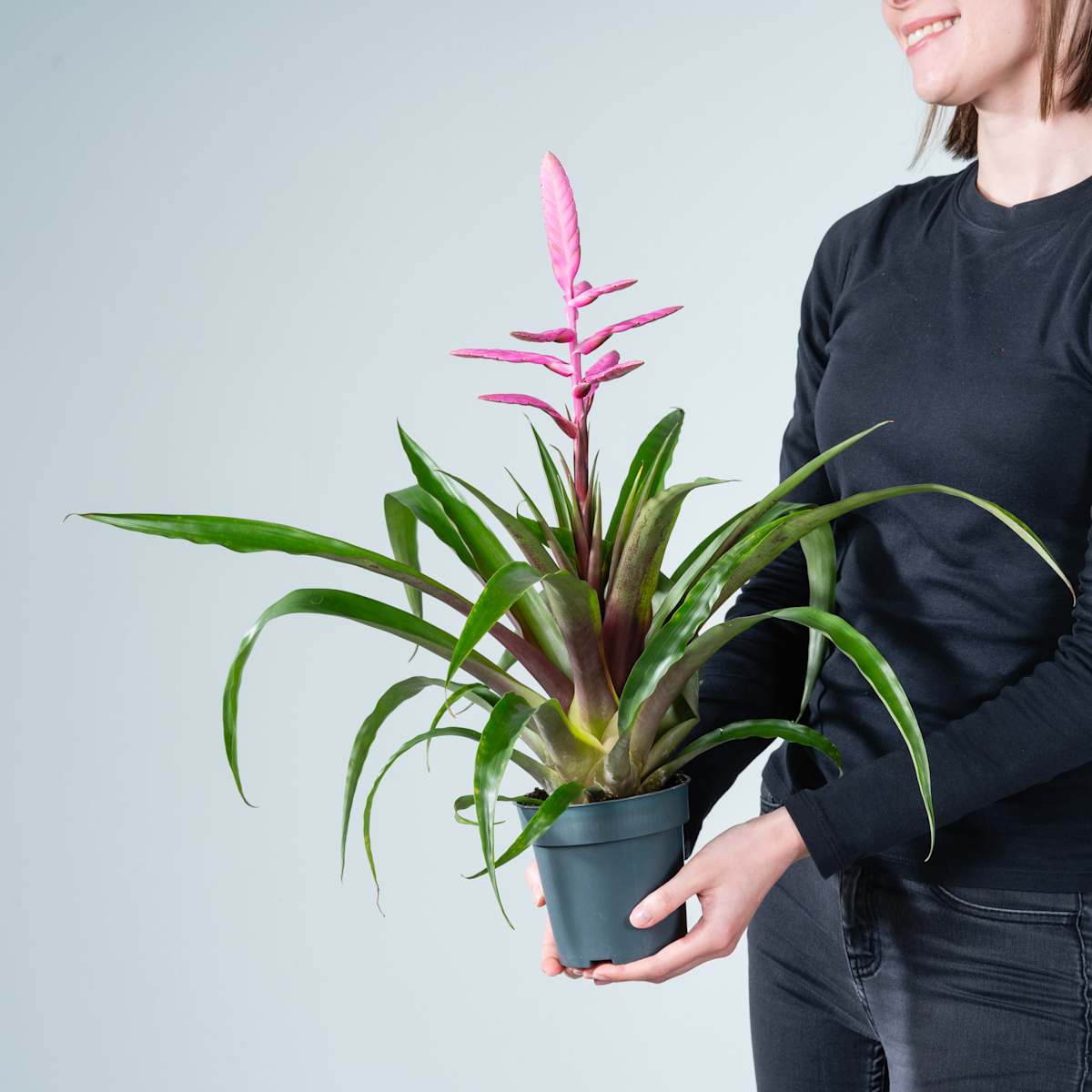 Tillandsia 'Andreas'