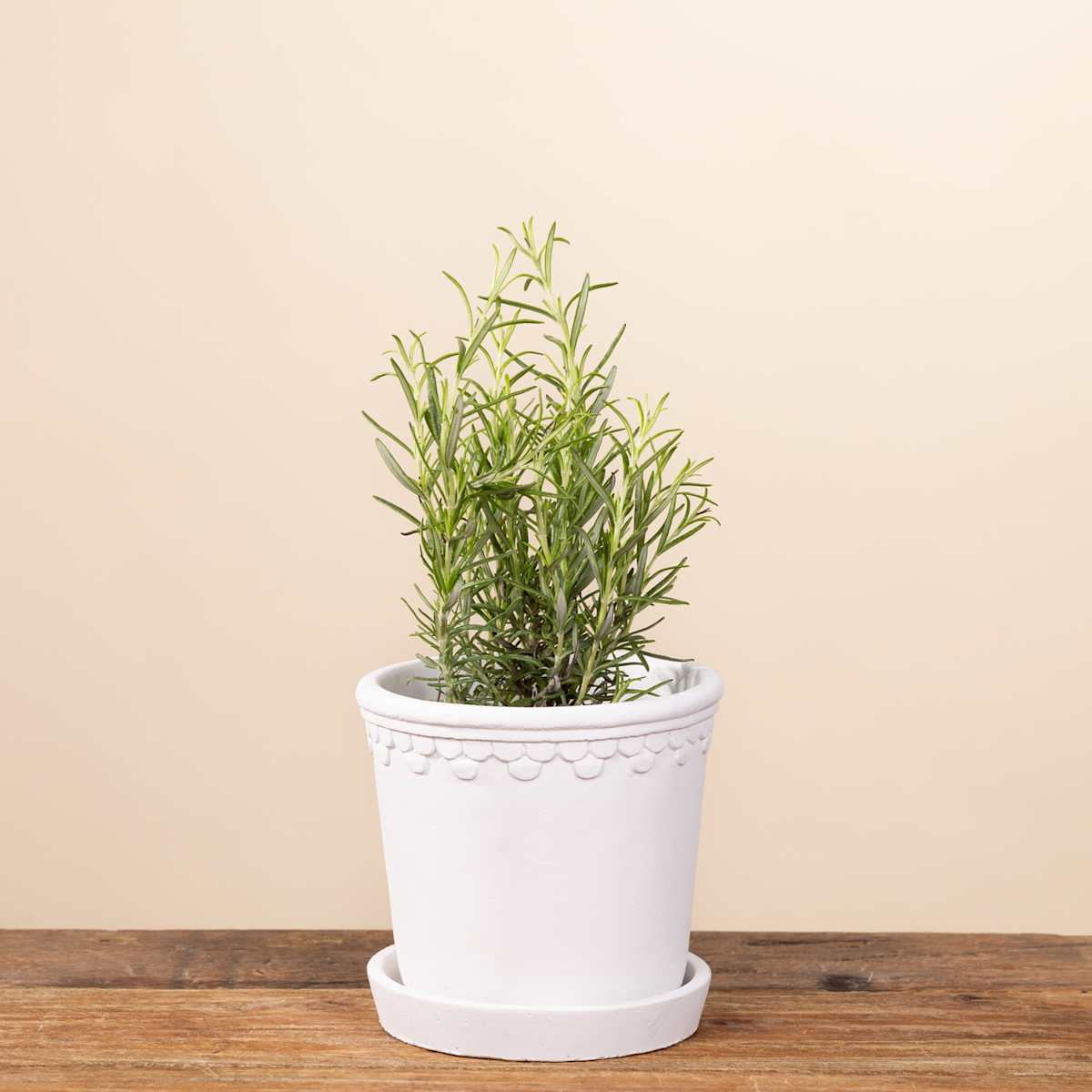 Terrakotta Übertopf Verziert Weiß - 12 cm