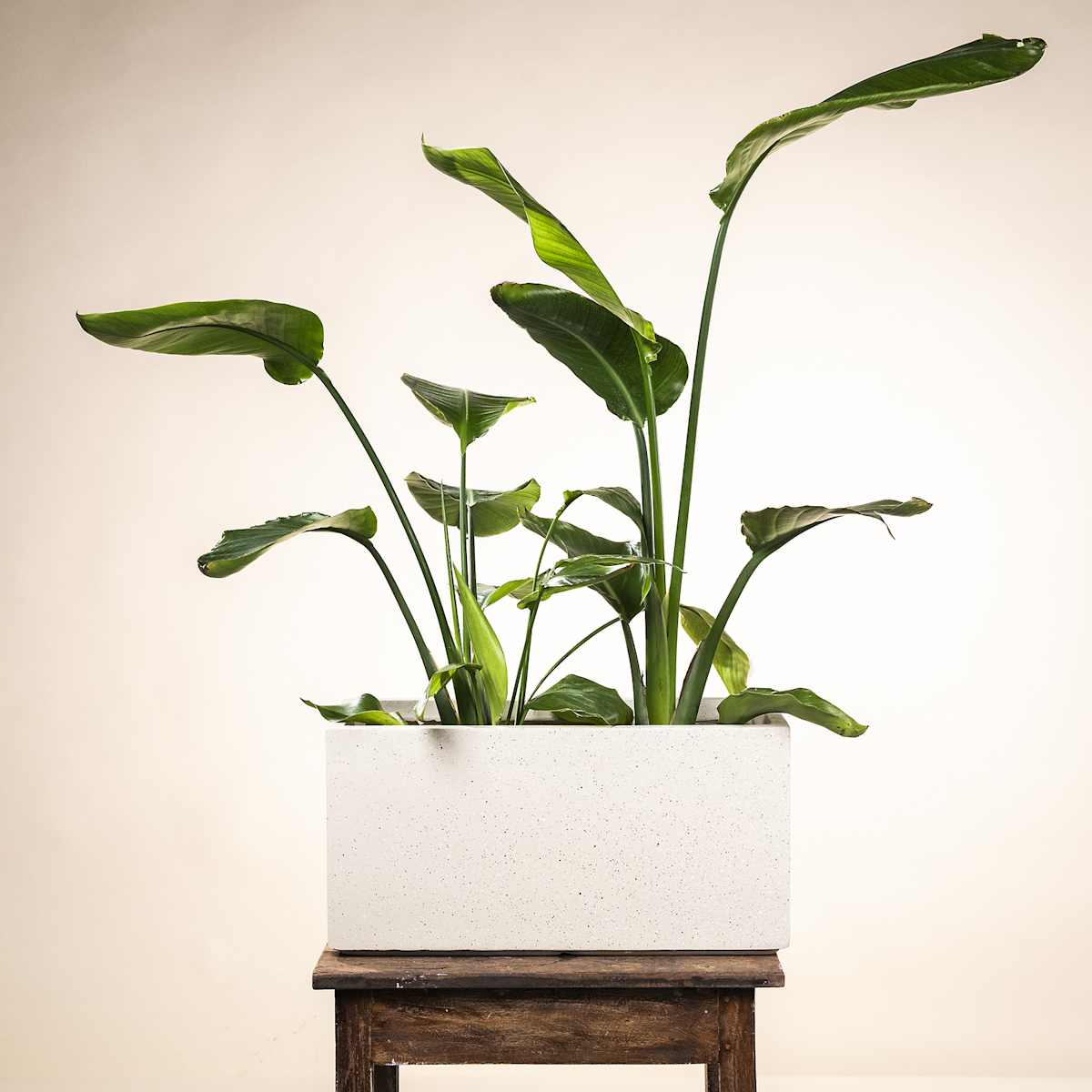 Fiberclay Pflanzkasten Sand - 50 cm