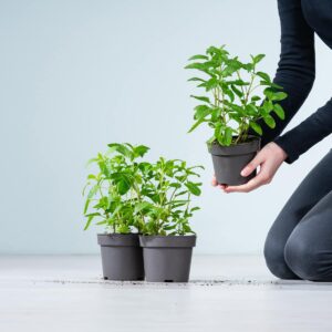 BIO Pfeffersalbei - 3 Stück