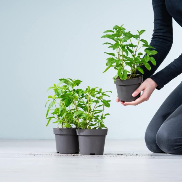 BIO Pfeffersalbei - 3 Stück
