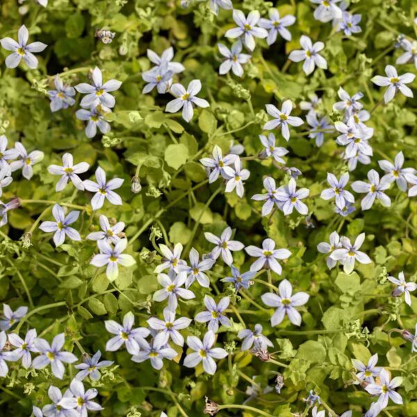 Blauer Bubikopf - 3 Stück