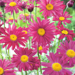 Bunte Garten-Margerite 'Robinsons Red' - 3 Stück