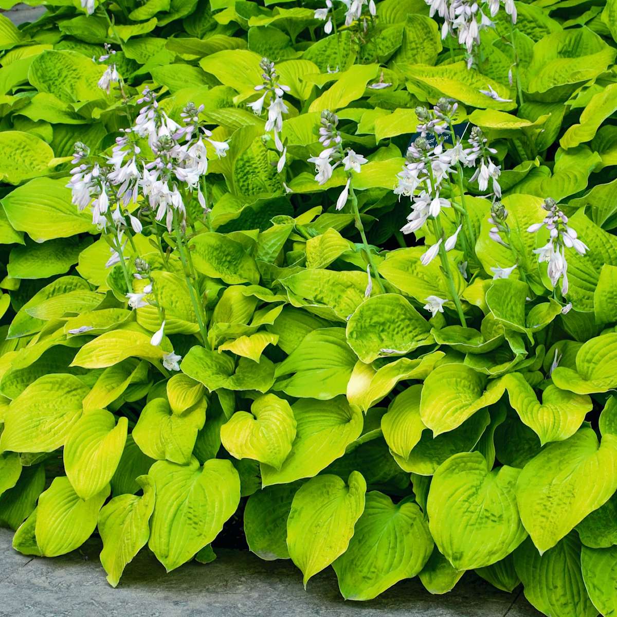 Hosta 'August Moon' - 3 Stück