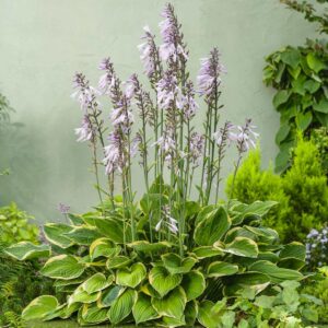 Hosta 'Aureomarginata' - 3 Stück
