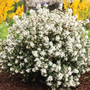 Duftblüte 'Burkwoodi'
