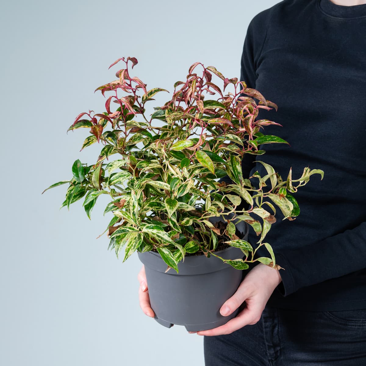 Traubenmyrte 'Makiyaz'